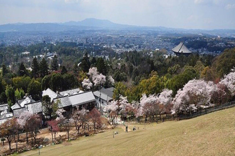 Discover Nara: The City of Deer, Temples & Timeless Beauty