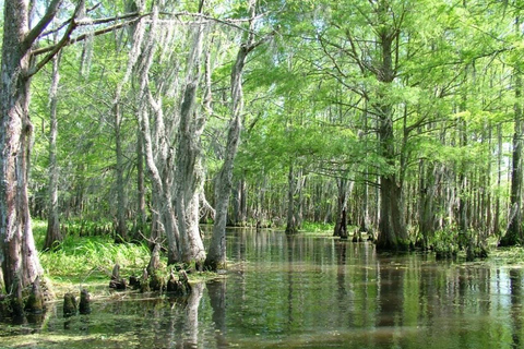 New Orleans: Honey Island Swamp Boat Tour with a Guide Tour with Meeting Point