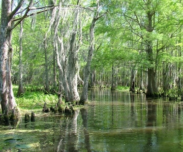 New Orleans: Honey Island Swamp Boat Tour with a Guide