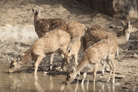 From Delhi: 4-Day Agra, Ranthambore & Jaipur Guided Tour Tour with 4-Star Accommodation