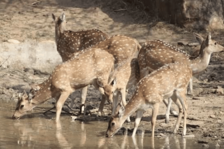 From Delhi: 4-Day Agra, Ranthambore & Jaipur Guided Tour Tour with 4-Star Accommodation
