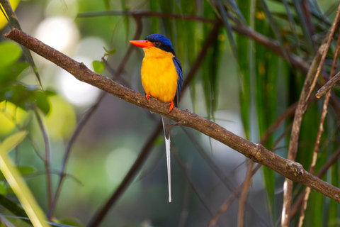 From Cairns: Kuku Yalanji Daintree Full-Day Cultural Tour