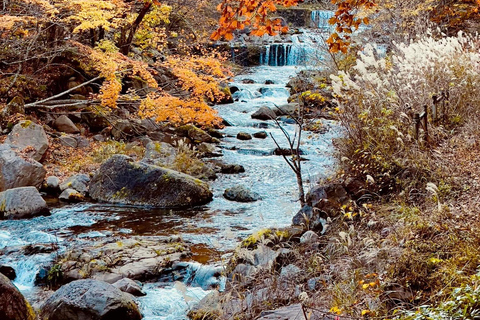 Tokyo: Personalized Half-day Tour