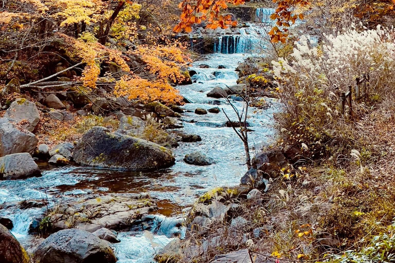 Tokyo: Personalized Half-day Tour