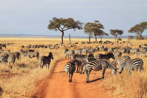Majestic landscapes: A 5day Safari Adventure