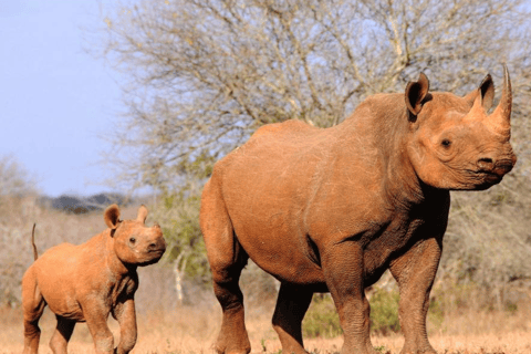 Arusha: 2-tägige Safari nach Arusha und zum Mkomazi-NationalparkArusha: 2-tägige Safari nach Arusha und in den Mkomazi-Nationalpark