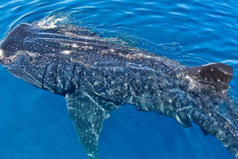 Cancun: Whale Shark Swim and Isla Mujeres Snorkeling Tour