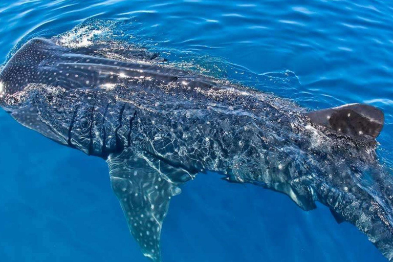 Cancun: Whale Shark Swim and Isla Mujeres Snorkeling Tour