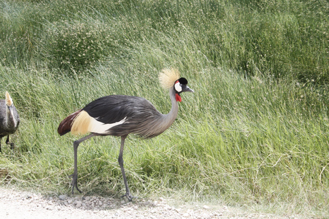 Kenia: 6-dniowe safari do Masai Mara, jeziora Nakuru i Amboseli