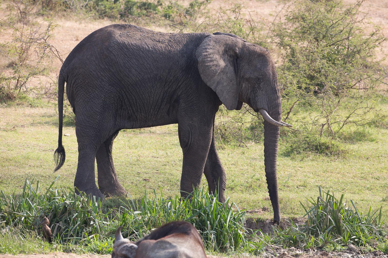 6 Days Uganda Primate & Big Game Safari Experience