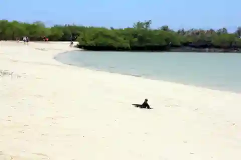 Sostenibilità e conservazione: Baia Tortuga alle Galapagos