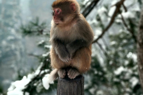 Zhangjiajie Day Hike: Primeval Peaks & Yaozi Village Loop