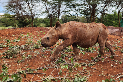 Nairobi: Elefantenwaisenhaus und Giraffenzentrum Tour