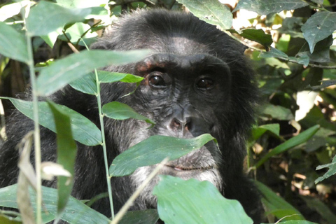 Safari de 5 jours avec trekking pour les chimpanzés et les gorilles.