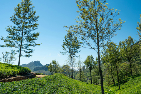 Ella: Be a Tea Farmer for a Day with Tuk-Tuk Tour & Tasting Ella: Be a Tea Farmer for a Day with Tuk-Tuk & Tasting