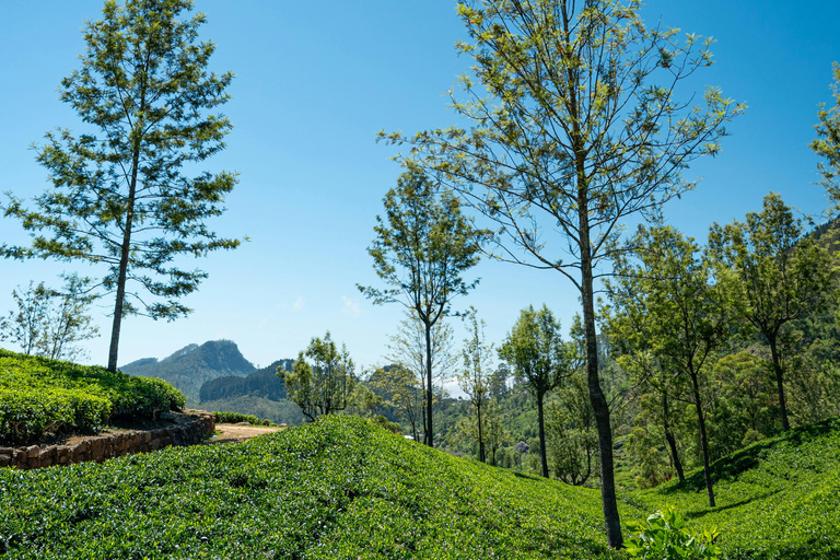 Ella: Be a Tea Farmer for a Day with Tuk-Tuk Tour & Tasting Ella: Be a Tea Farmer for a Day with Tuk-Tuk & Tasting