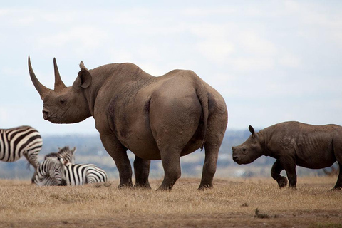 Tsavo Est e Ovest: Safari di 3 giorni con la fauna selvatica da Mombasa