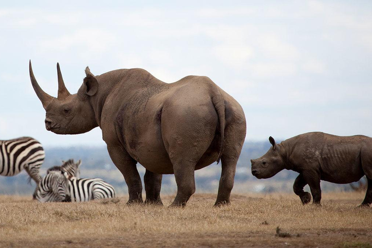 Tsavo Este y Oeste: Safari de 3 días por la naturaleza desde Mombasa