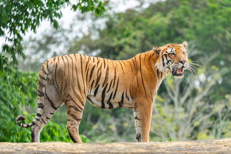 Desde Nueva Delhi: Excursión de 3 días al Parque Nacional de RanthamboreTour privado con alojamiento en hotel