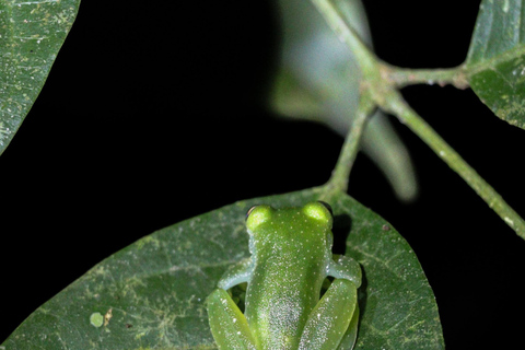 Tour nocturno por la selva de Manuel AntonioTour privado