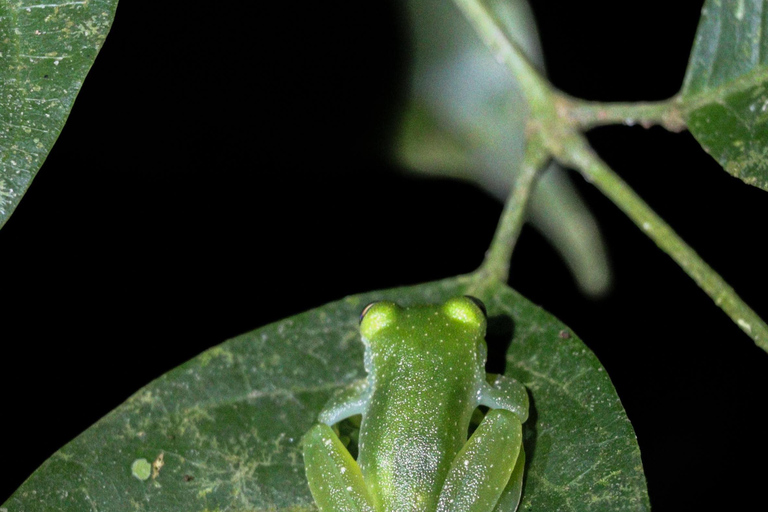 Tour nocturno por la selva de Manuel AntonioTour privado