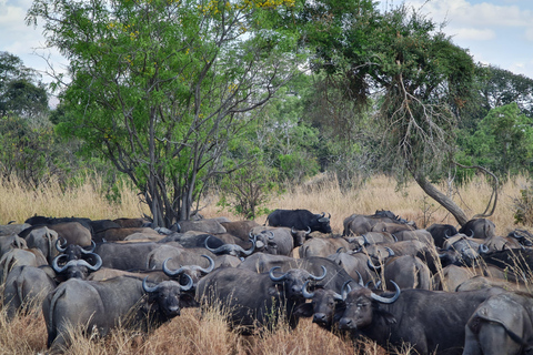 From Zanzibar: Mikumi Day Safari without hotel pickupMikumi Day shared Safari without hotel pickup