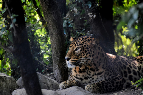 Delhi : 2 jours d&#039;aventure dans le safari Jim Corbett