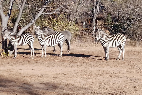 Excursion d&#039;une demi-journée à Chobe au départ des chutes Victoria