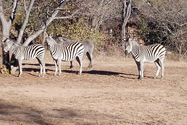 Excursión de medio día a Chobe desde las cataratas Victoria