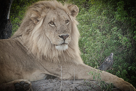 Hluhluwe-iMfolozi Park - Open Safari Vehicle Game Drives