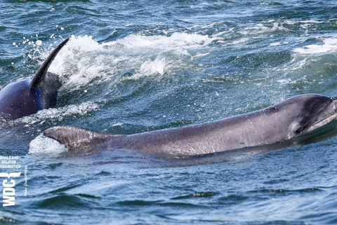 Inverness: Rejs z obserwacją dzikiej przyrody do Chanonry Point