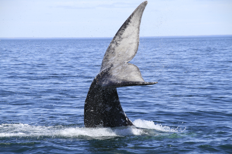 From Puerto Madryn: Full-Day Valdes Peninsula Tour