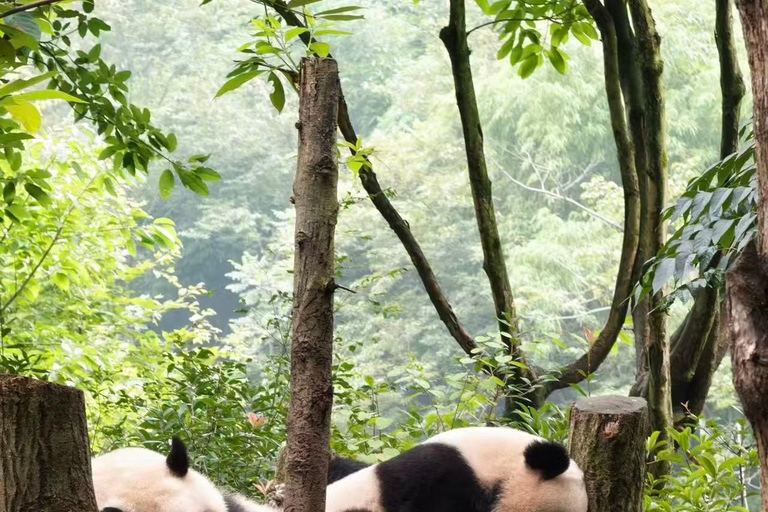 Chengdu: Dujiangyan Panda Valley Entry Ticket Dujiangyan: Panda Valley Official Entry Ticket