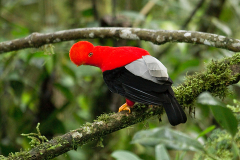 Ecuador: Birding and Cultural Tour from Quito