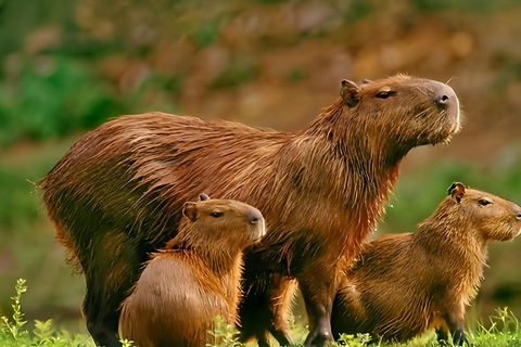 São Paulo & Atlantic Forest: Serra do Mar State Park Tour