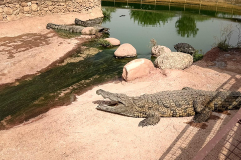 Agadir: Spotting goats in the Argan trees and visit to Crocoparc