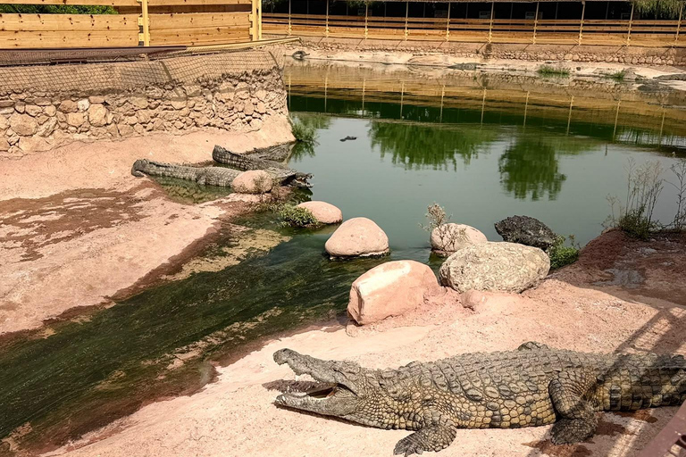Agadir: Spotting goats in the Argan trees and visit to Crocoparc