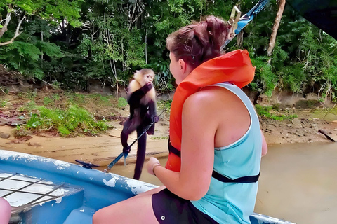 Feed Wild Monkeys on Panama Canal at Monkey Island Adventure No Hotel Pickup