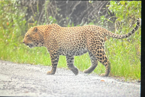 Nairobi National Park Predator Tracking Safari Tour
