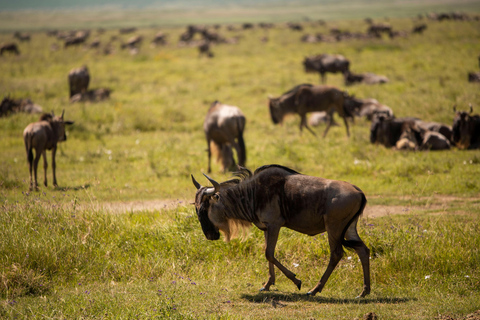 Arusha : excursion d&#039;une journée au cratère du Ngorongoro avec déjeuner