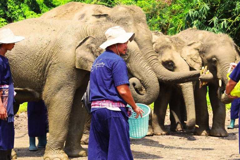 Bangkok Elephant Park: Meio dia de cuidados com elefantesHD Elephant Care com serviço de busca no hotel e traslado de ida e volta (particular)