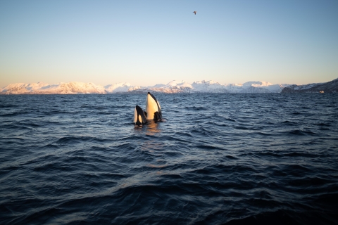 Tromsø: Skjervøy RIB-Walbeobachtungstour mit Getränken und Snack