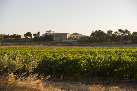 Full tour of the estate and wine tasting at Château Camplazens Visit Julius - Château Camplazens AOP La Clape