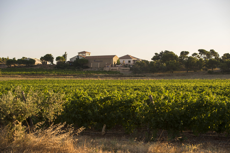 Full tour of the estate and wine tasting at Château Camplazens Visit Julius - Château Camplazens AOP La Clape