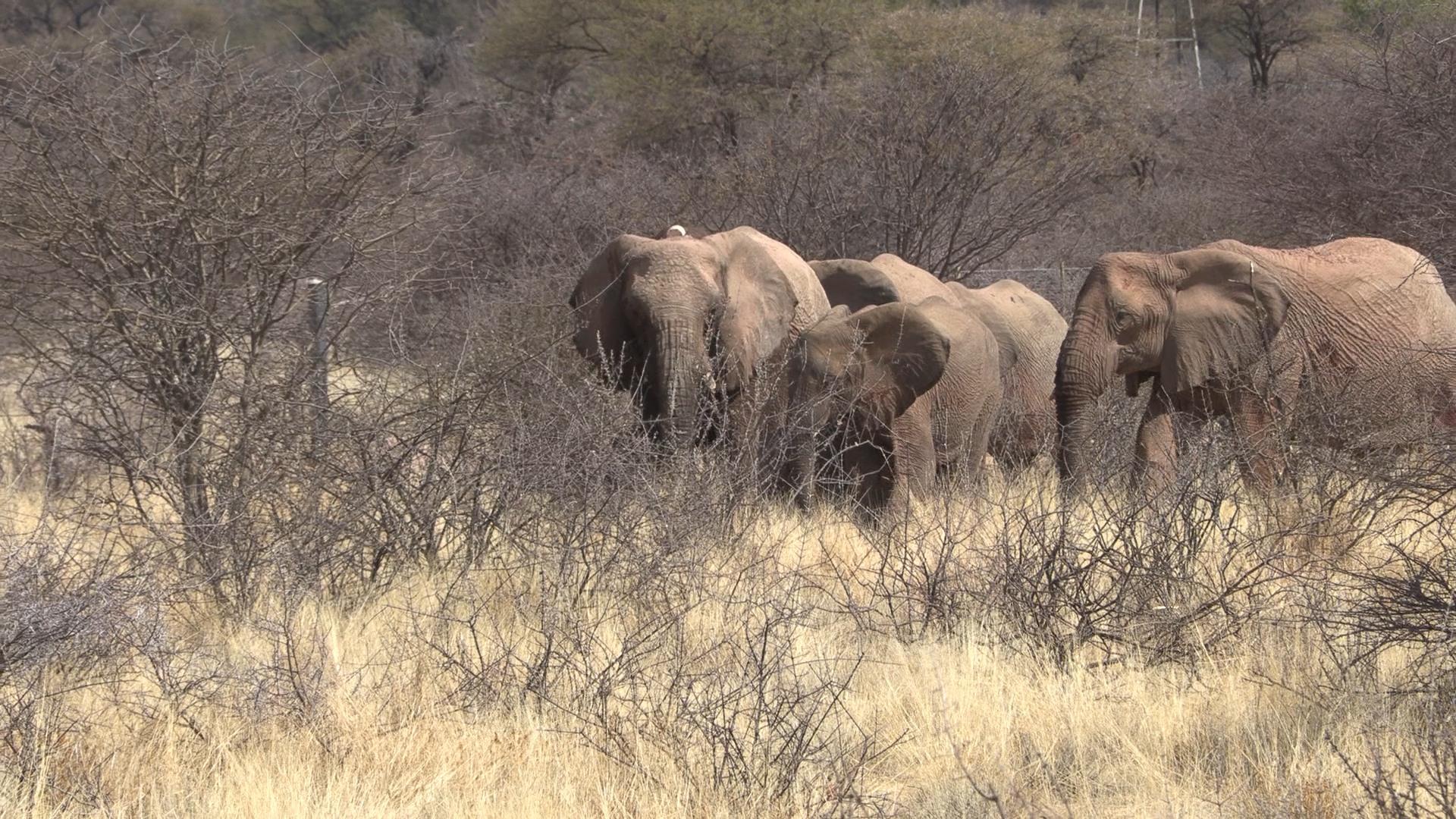 Windhoek: Tierbeobachtungstour mit Hotelabholung