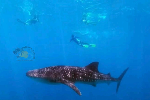 From Zanzibar Mafia Island Whale Shark Adventure with Flight