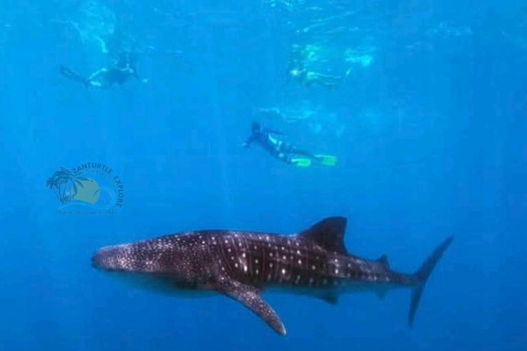 From Zanzibar Mafia Island Whale Shark Adventure with Flight