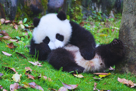 Beijing: Summer Palace Guided Tours & Top Park Combos Private Summer Palace & Old Summer Palace Park Walk Tour