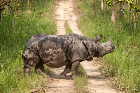 Nepal Tour: Kathmandu, Pokhara & Chitwan Park