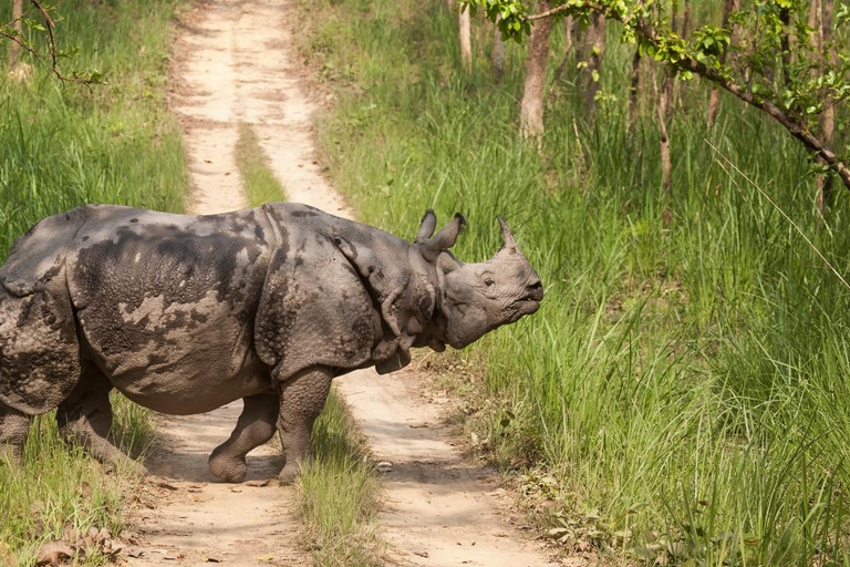 Nepal Tour: Kathmandu, Pokhara & Chitwan Park